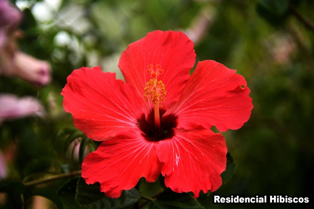 Residencial Hibiscos - Vista Mar Casa de Férias Garopaba